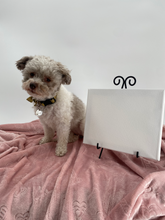 Load image into Gallery viewer, PupCasso Paint Kit - Large Canvas (8x10)
